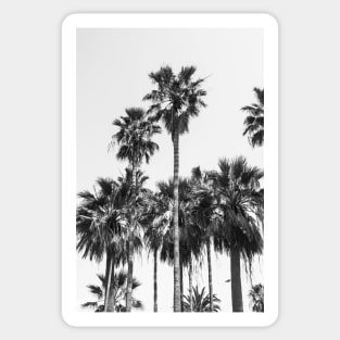 Sabal Palmetto Palm Trees II Sticker